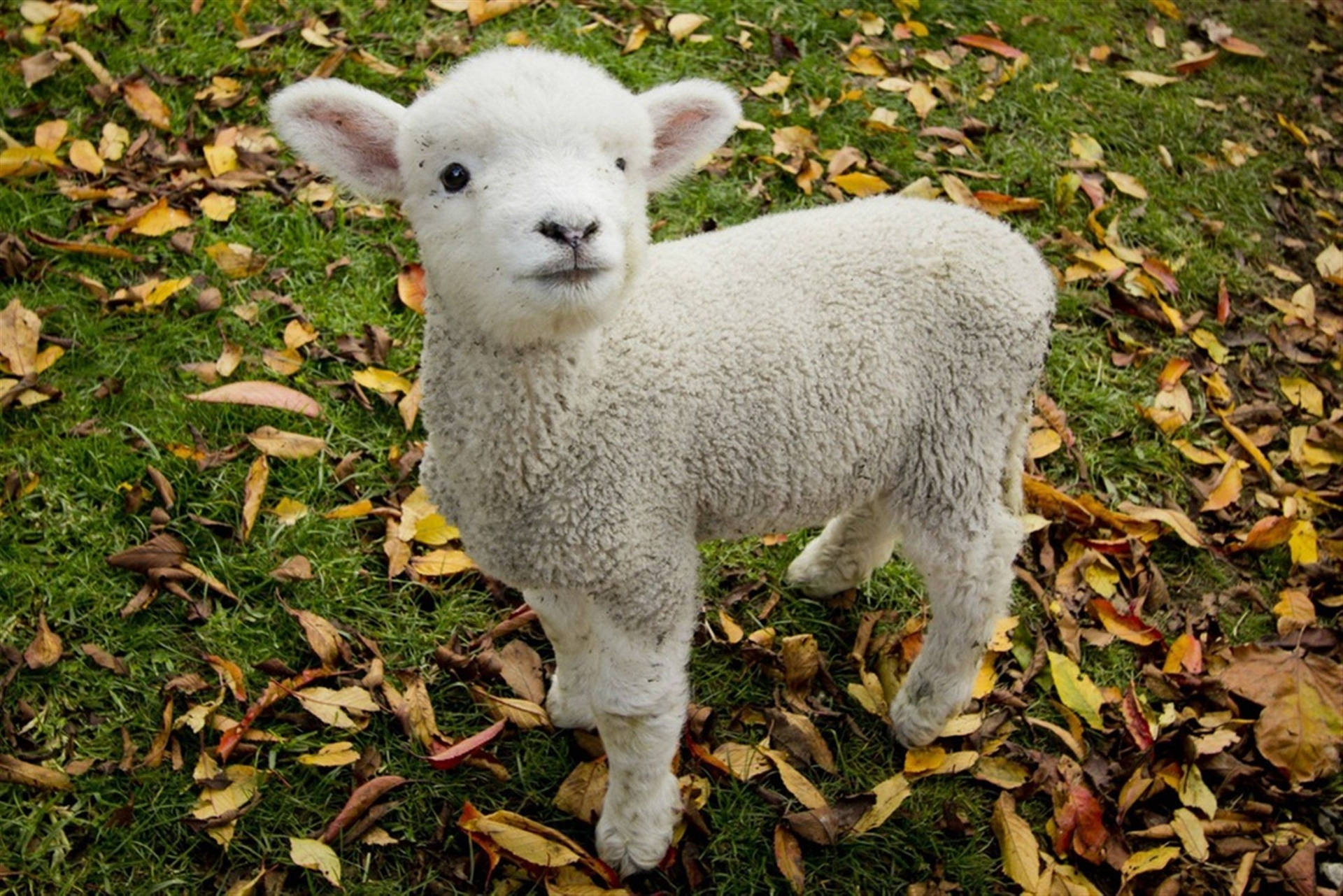 Lamb On Grass Field With Dry Leaves Background