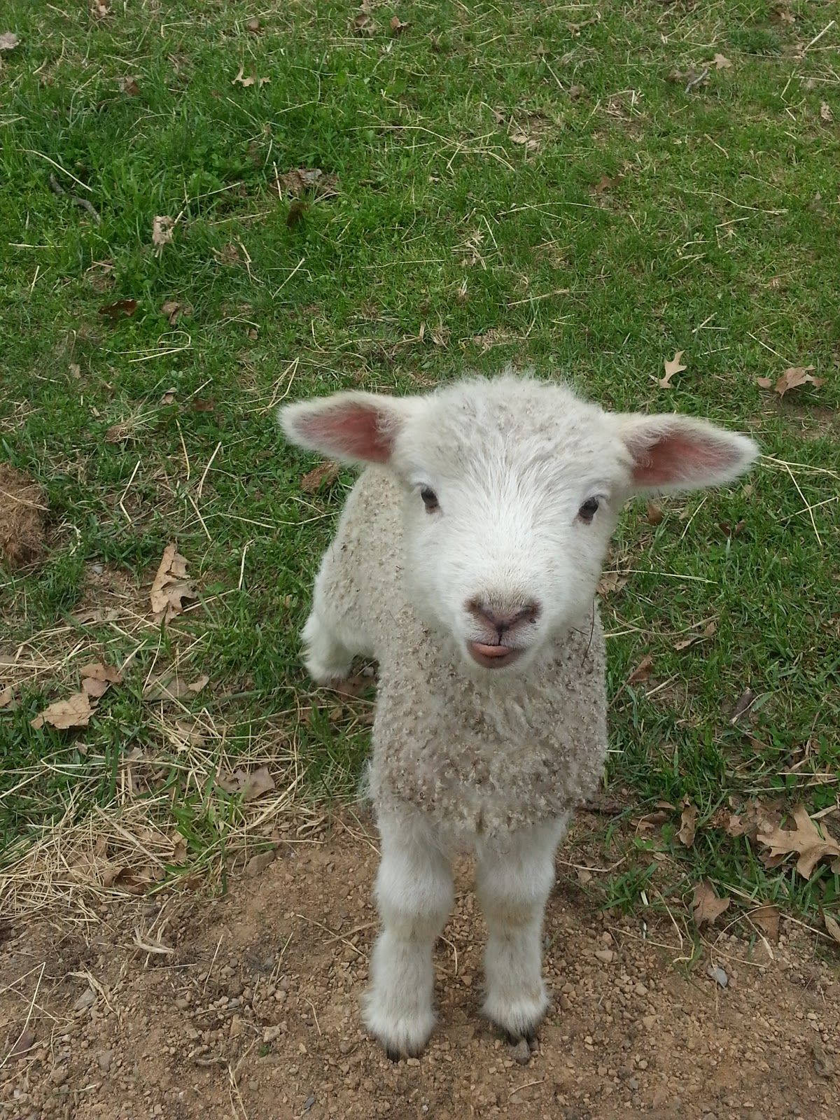 Lamb On Grass Looking Up Background