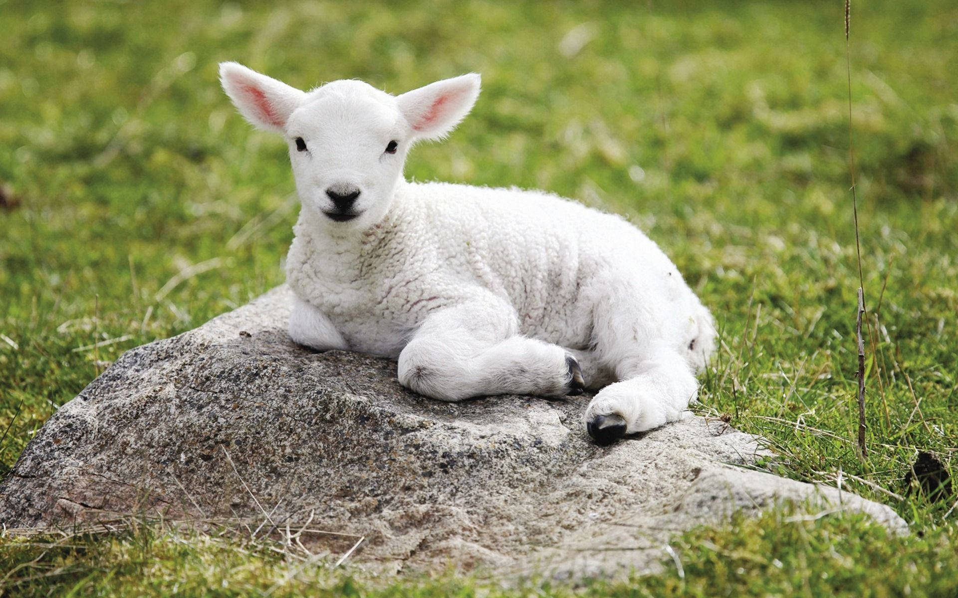 Lamb On Gray Rock In Grass Field Background