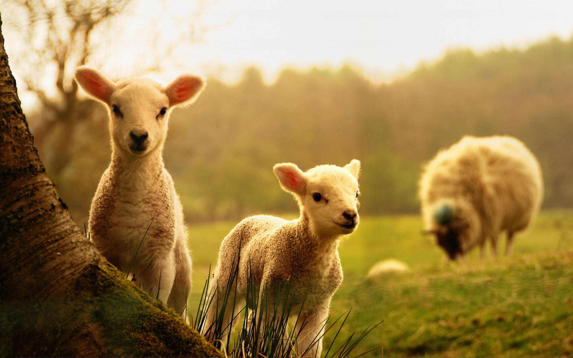 Lamb Pair On Grass Sunset