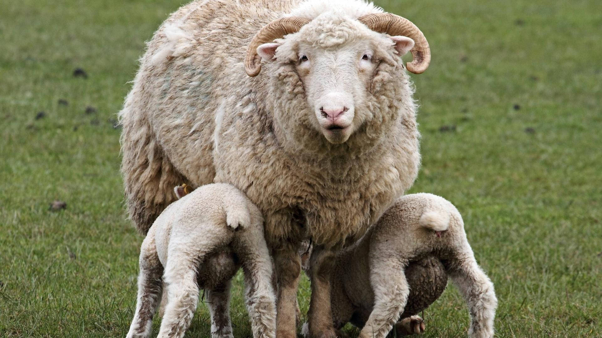 Lamb Pair With Adult Horned Sheep