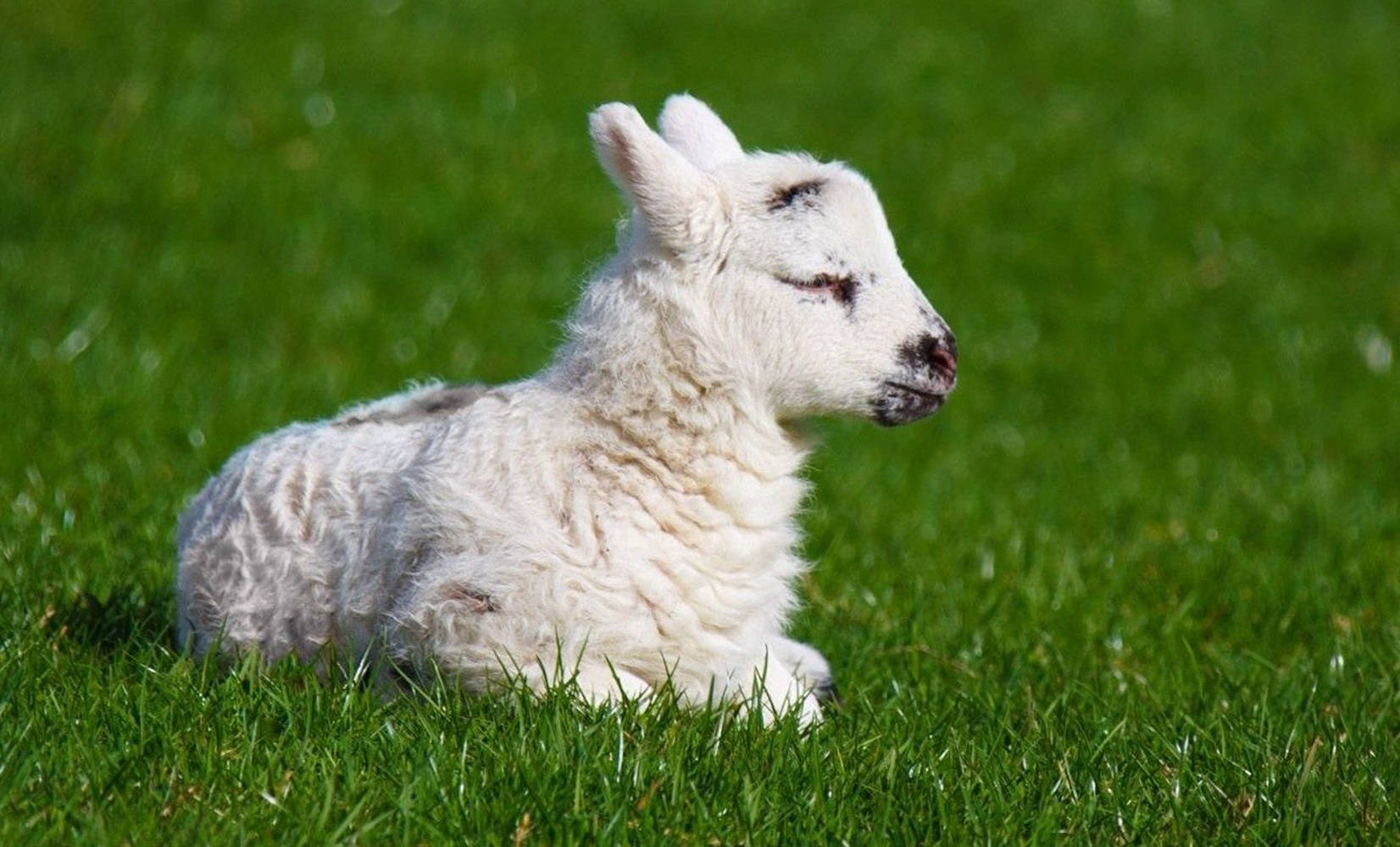 Lamb Side View On The Grass Background