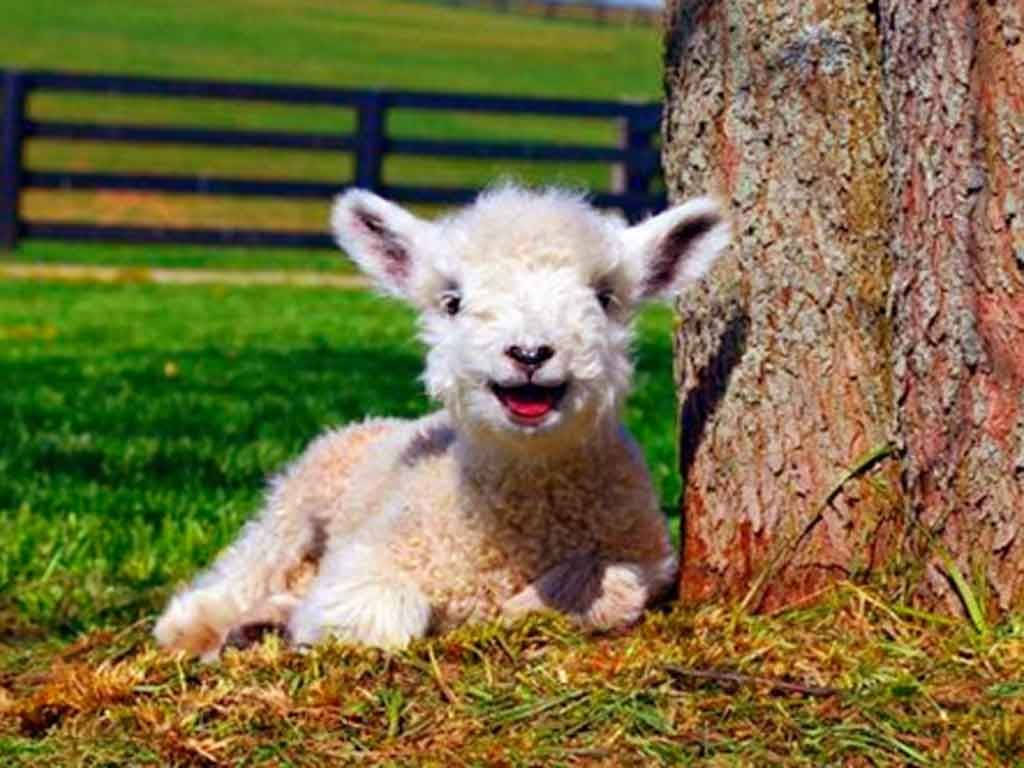 Lamb Smiling By Tree Background