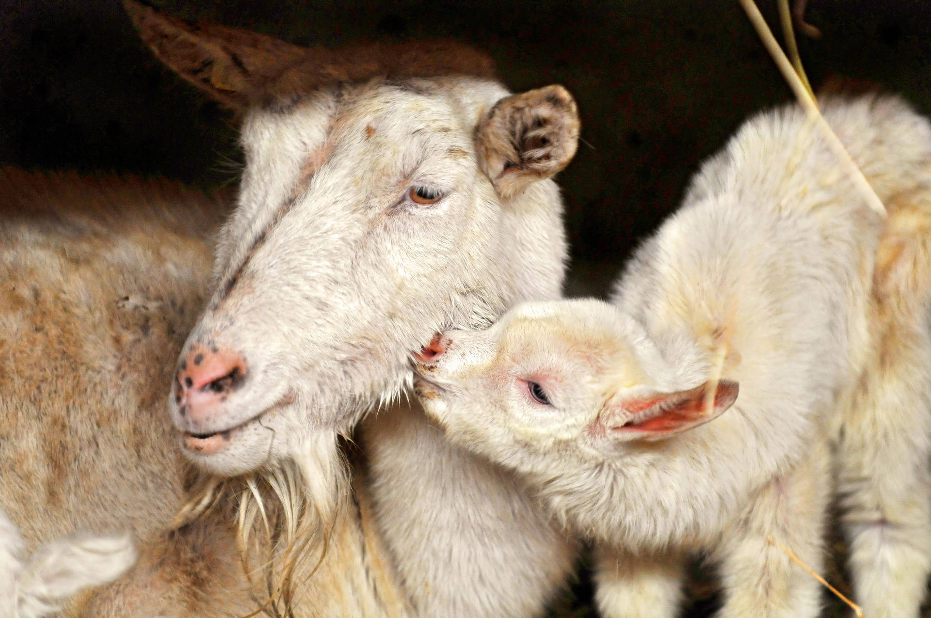 Lamb Sniffing Adult Sheep Background