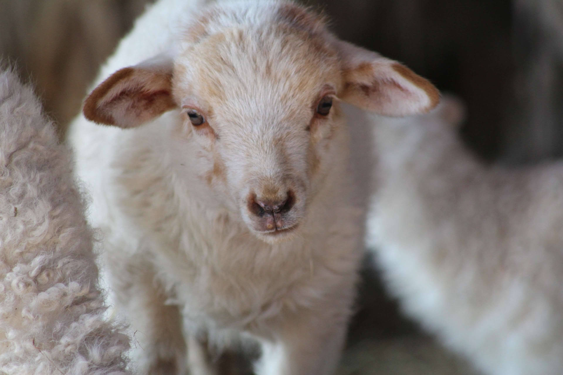 Lamb White Aesthetic Close-up Background