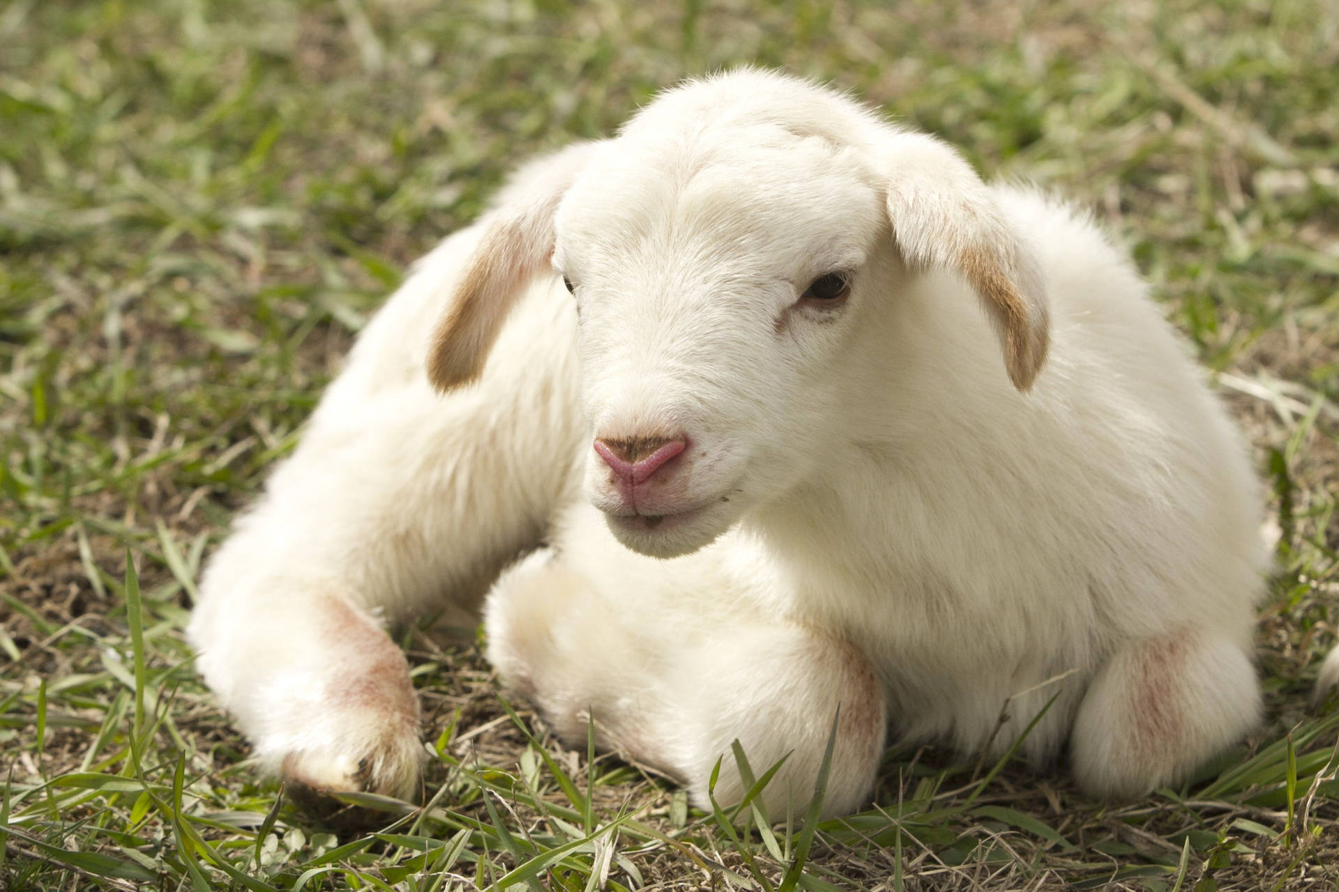 Lamb White Aesthetic On Grass Background