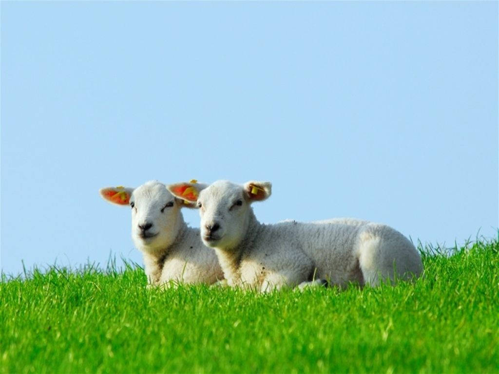 Lamb White Aesthetic Pair On Grass Blue Sky Background