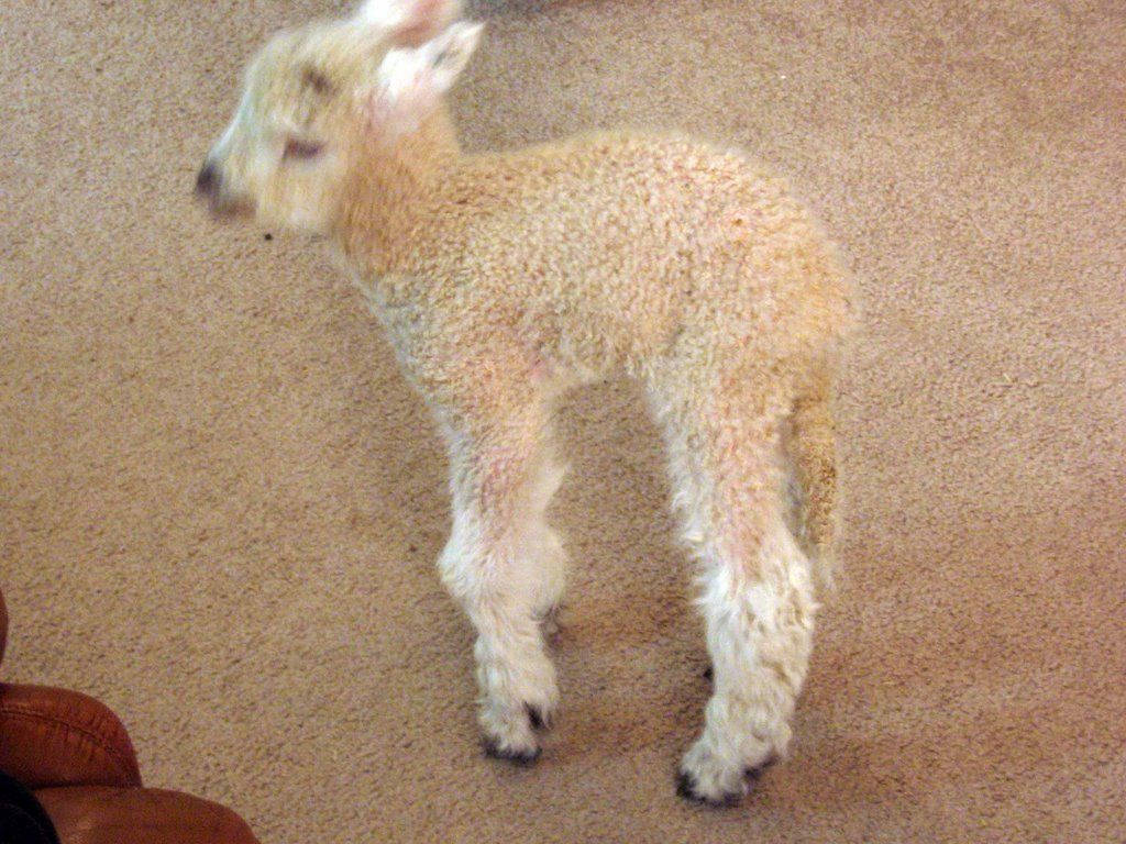 Lamb White Aesthetic Rug Background