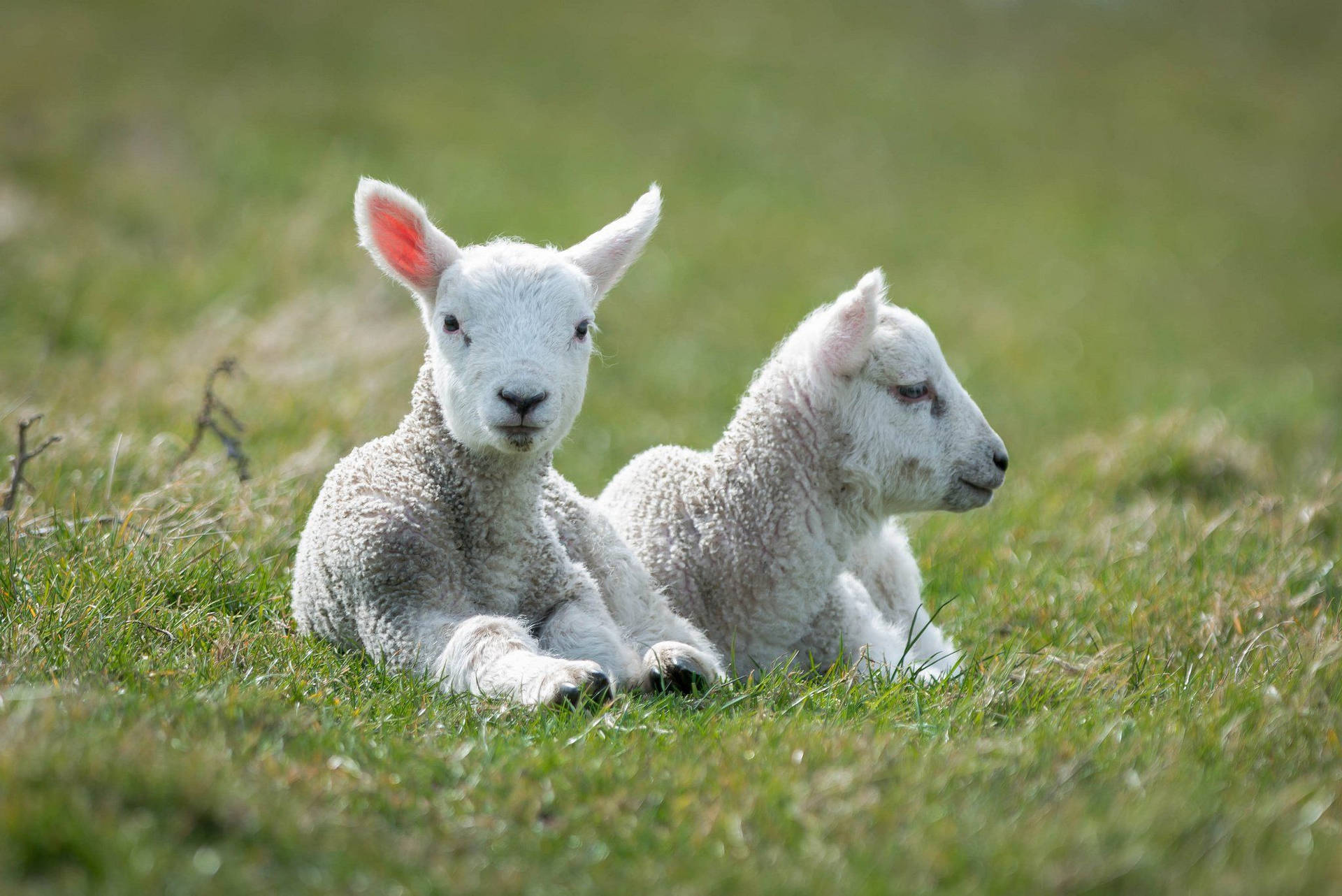 Lamb White Pair On Grass Field Background