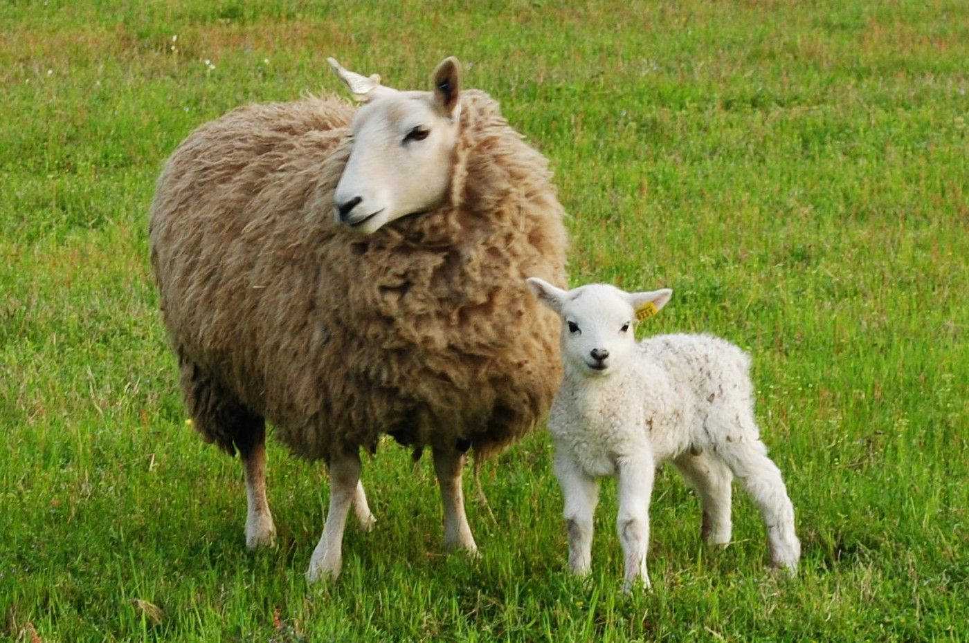 Lamb White With Brown Sheep Background