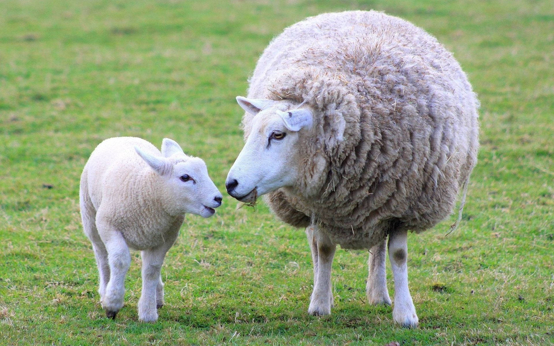 Lamb With Fluffy Aesthetic Sheep Mother Background