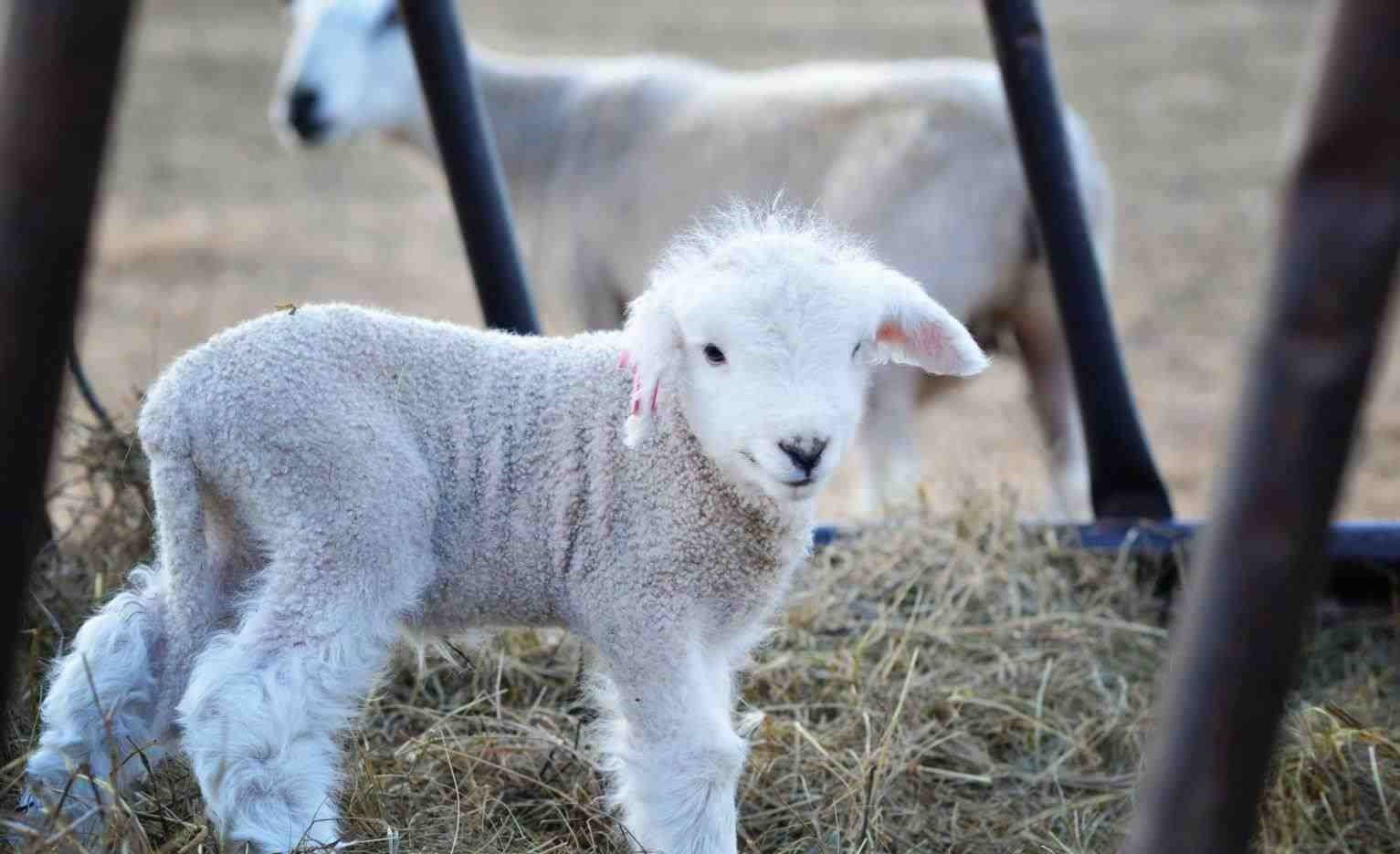 Lamb With Hay In Wooden Fence Background