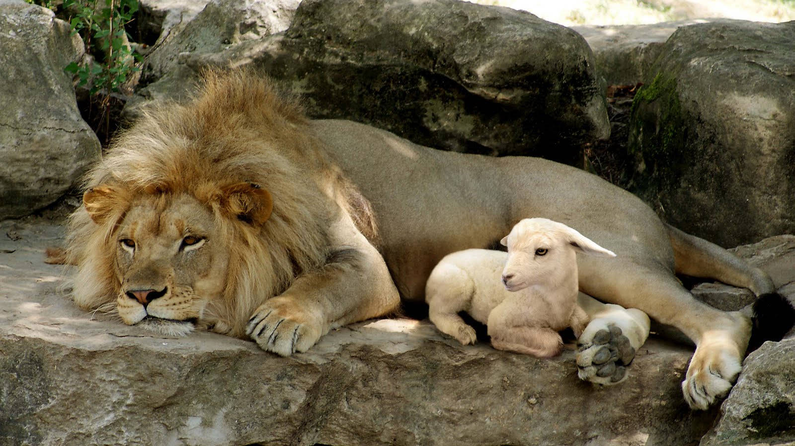 Lamb With Lion On Rock Background