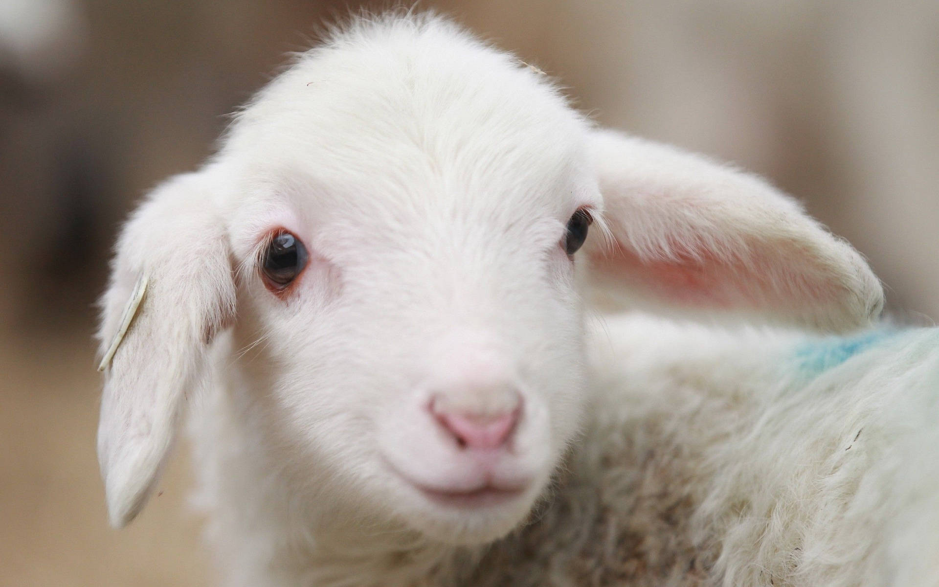 Lamb With Smile Cute Aesthetic Close-up Background