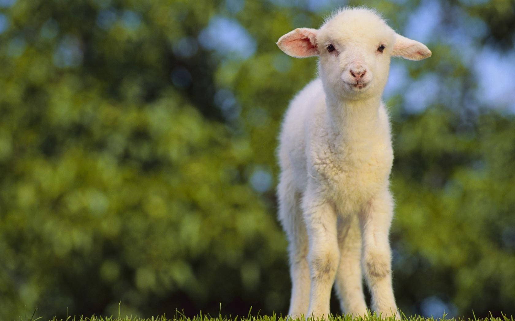 Lamb With Trees Background Background