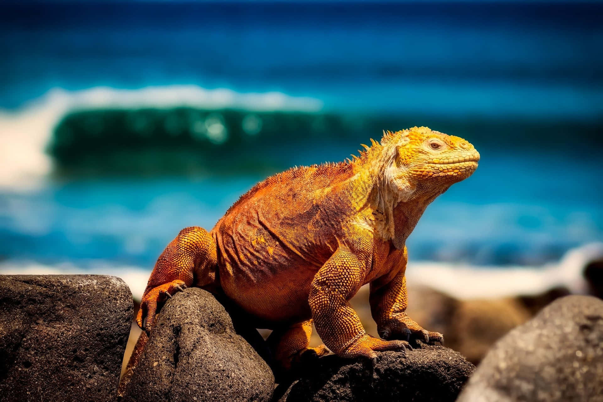 Land Iguana Sunbathing Galapagos