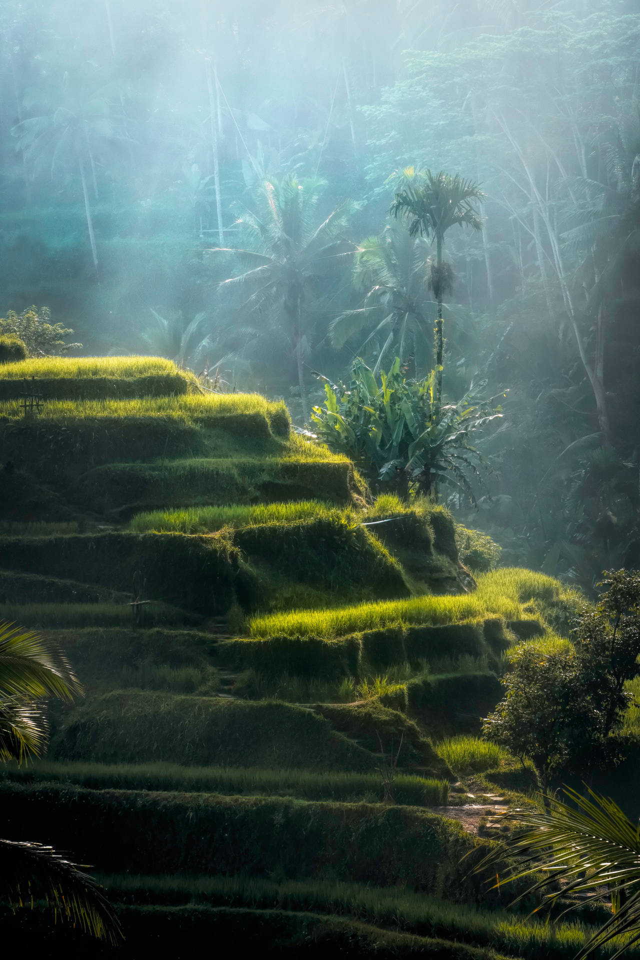 Land Terraces In Rainforest Background