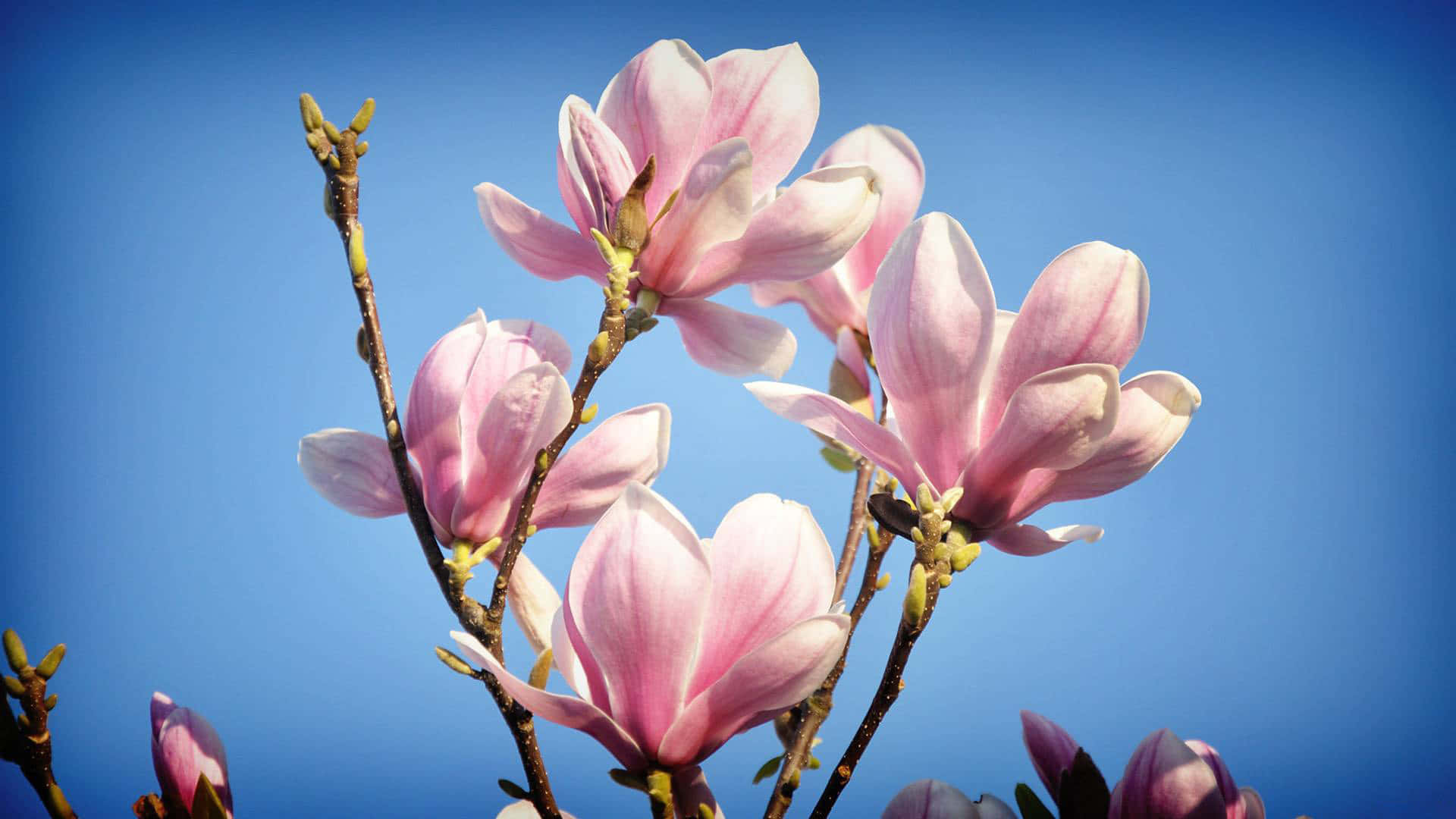 Landscape Hd Photo Of Magnolia Flower