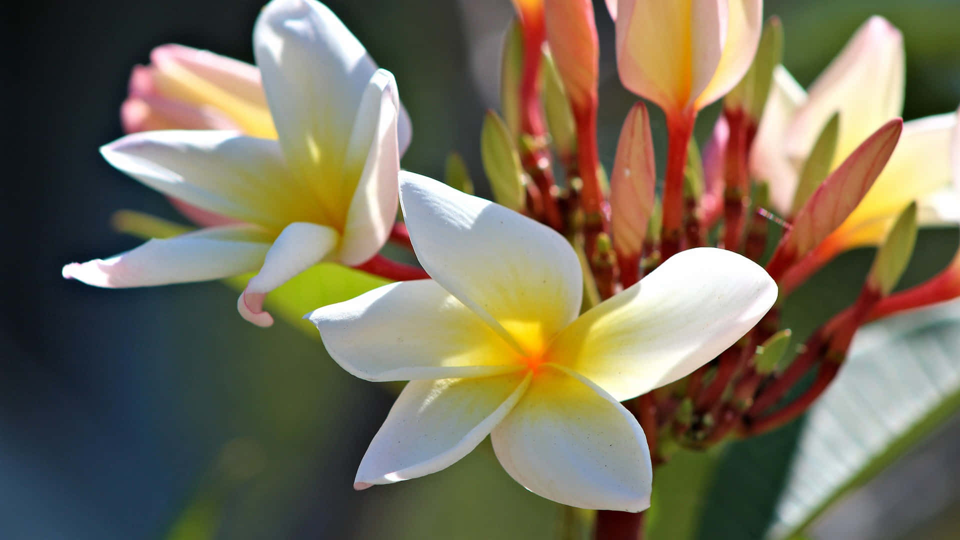 Landscape Hd White Magnolia Flower