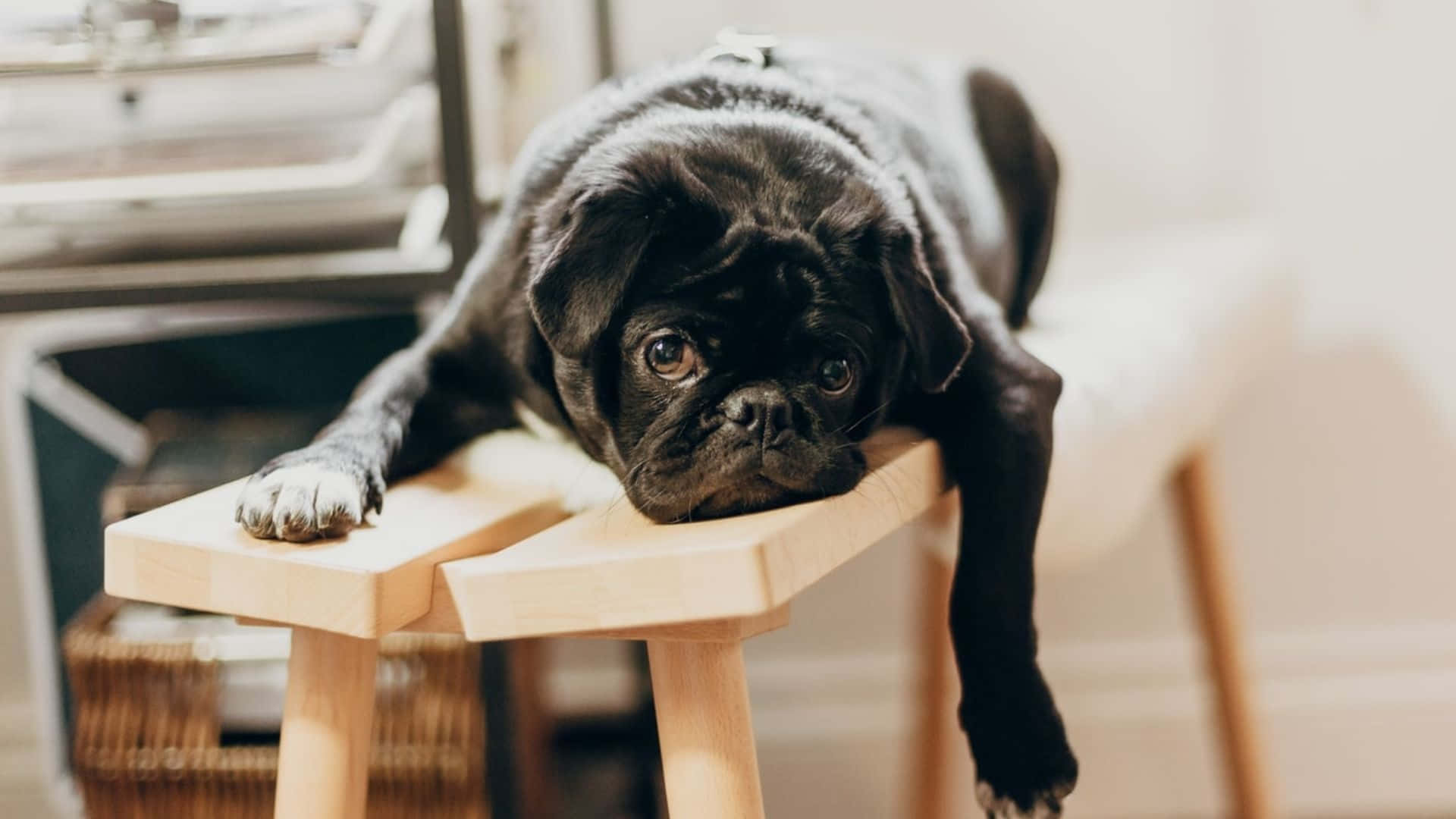 Languishing Black Pug Background