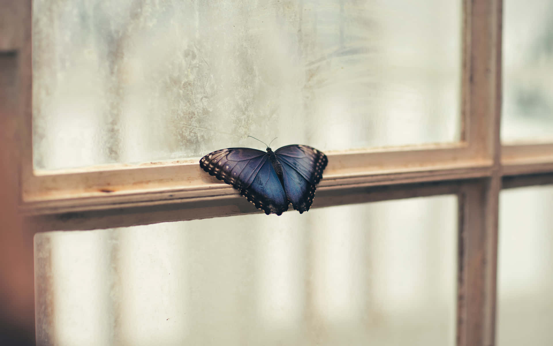 Languishing Butterfly On The Window Background