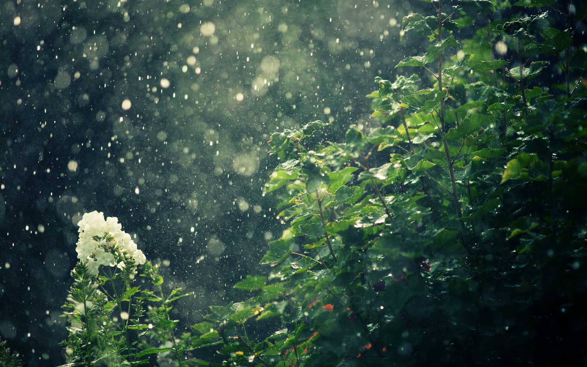 Languishing On A Rainy Day Background