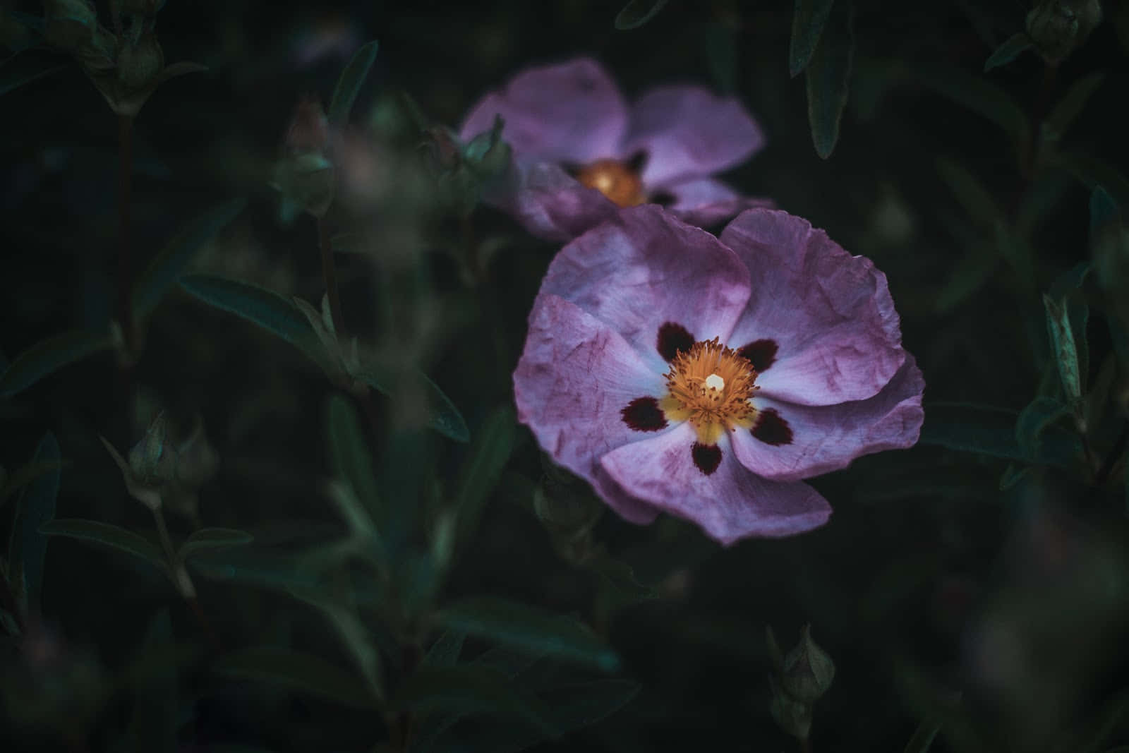 Languishing Pink Rock Rose Desktop Background