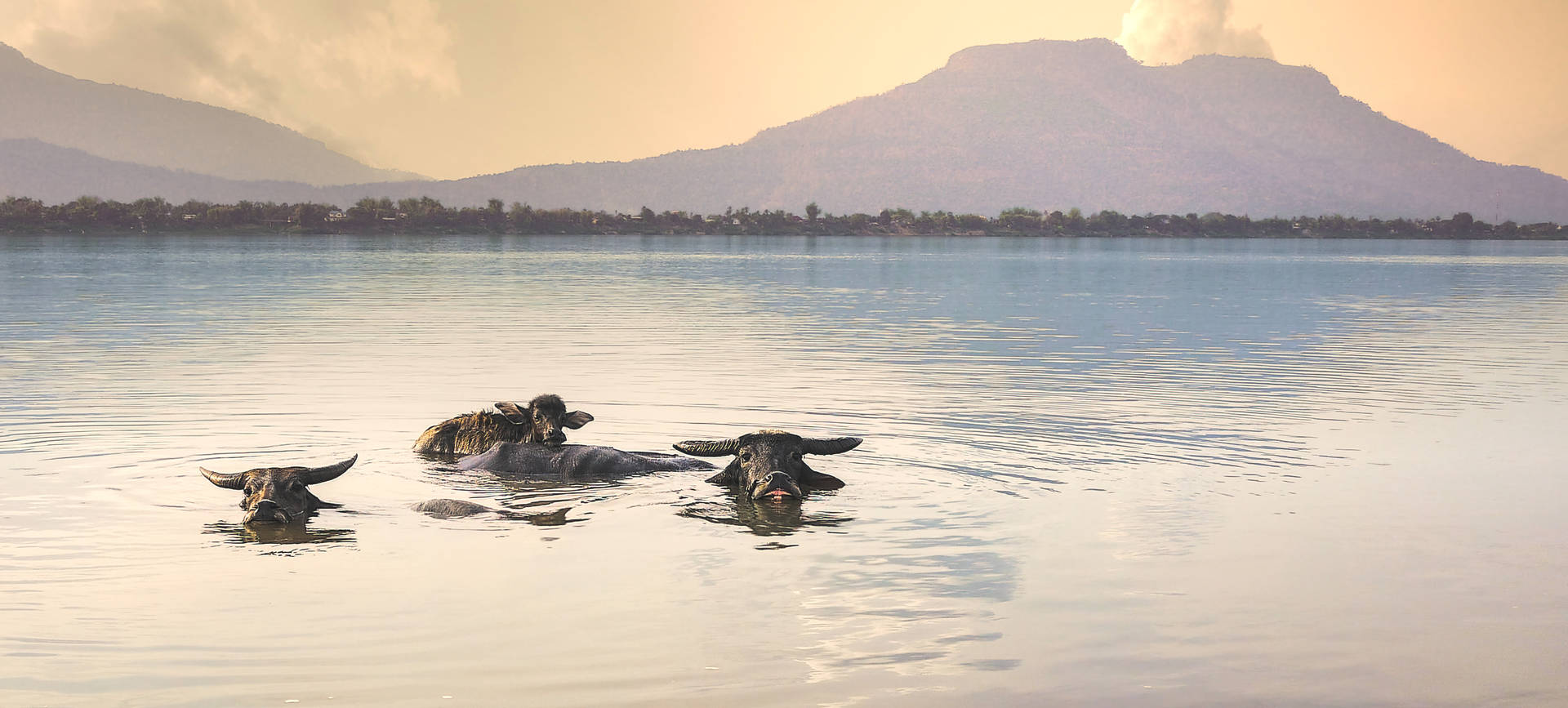 Laos Don Daeng Water Buffalos Background