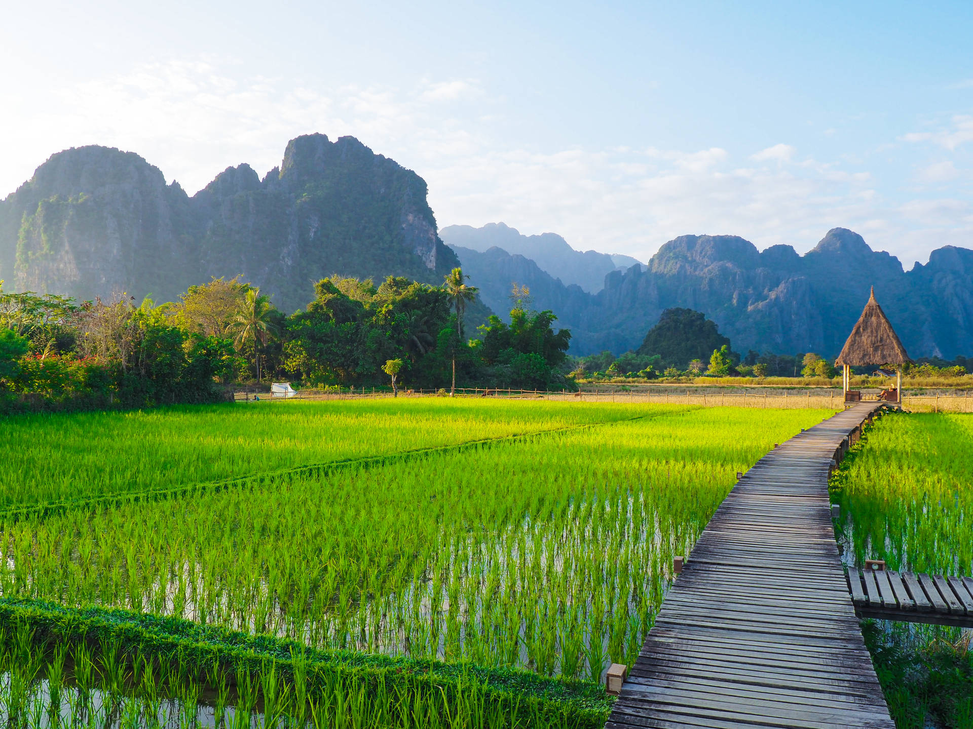 Laos Vang Vieng Rice Fields Background