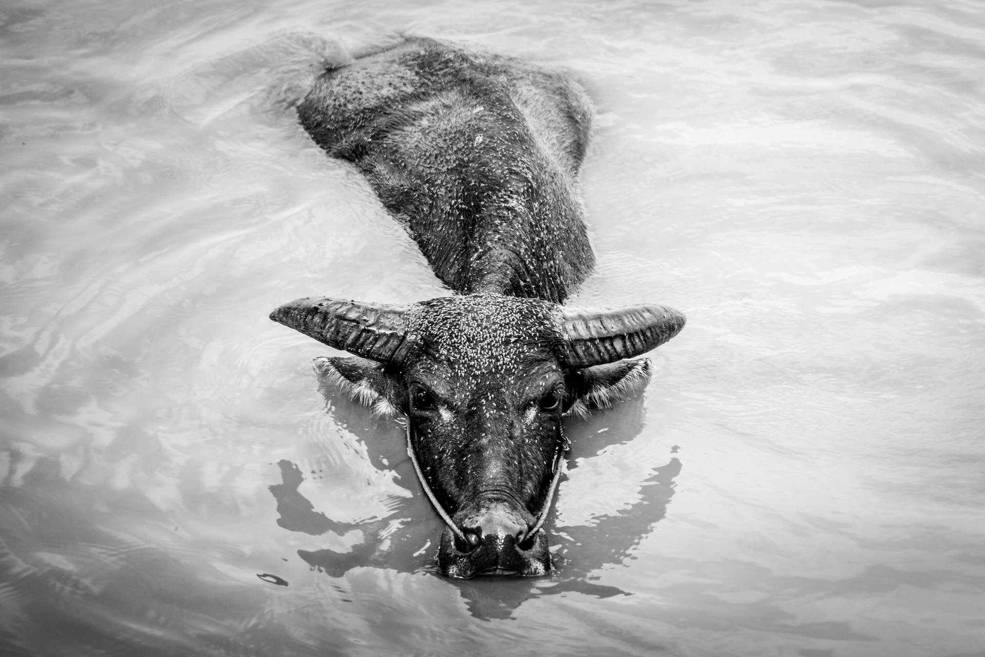 Laos Water Buffalo Background