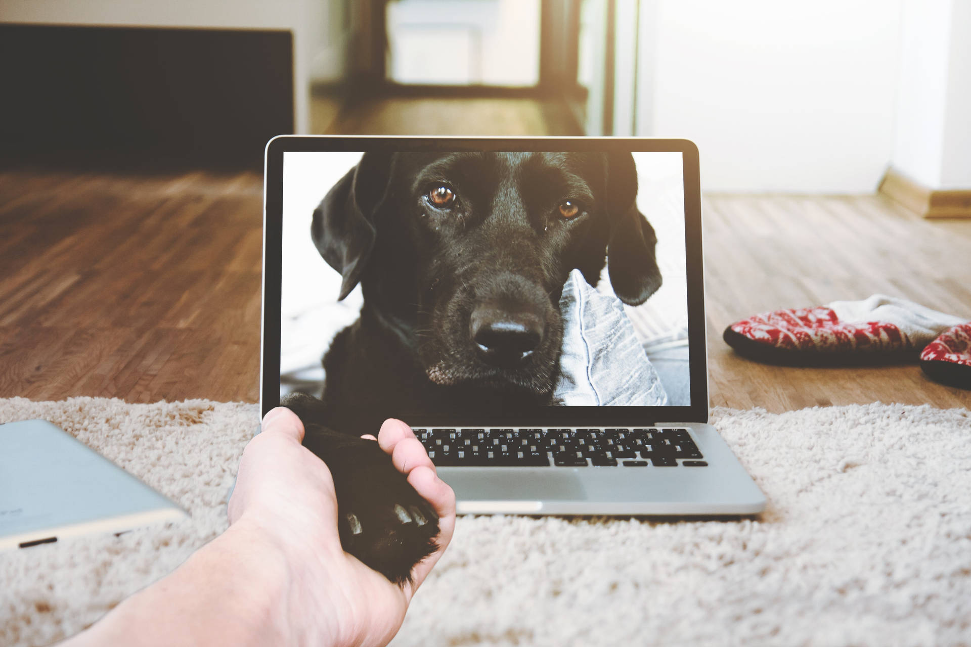 Laptop Displaying Dog Background