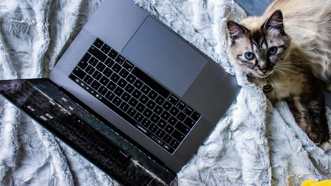 Laptop Keyboard Siberian Forest Cat Background