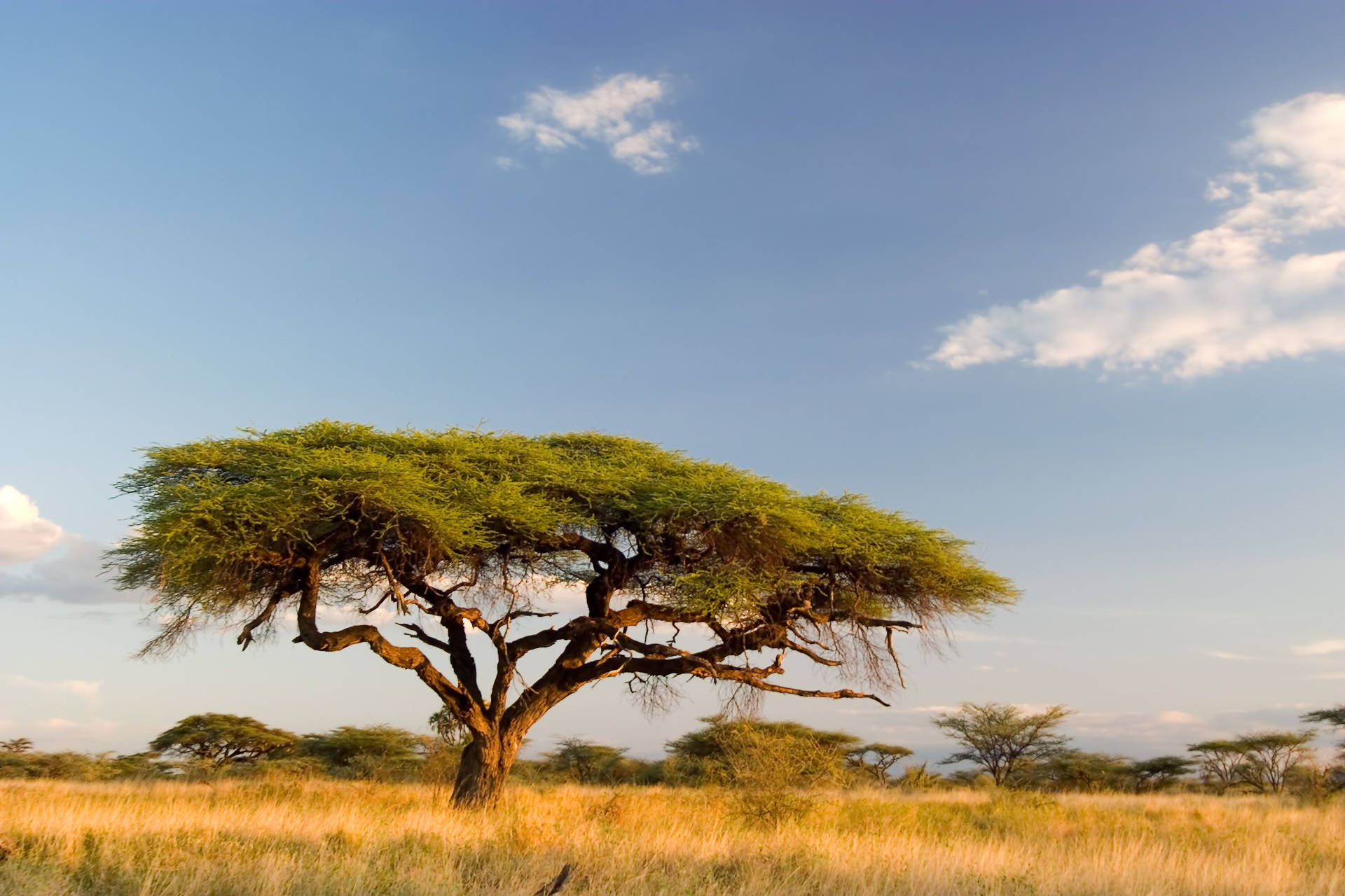Large Acacia Trees In South Africa Background