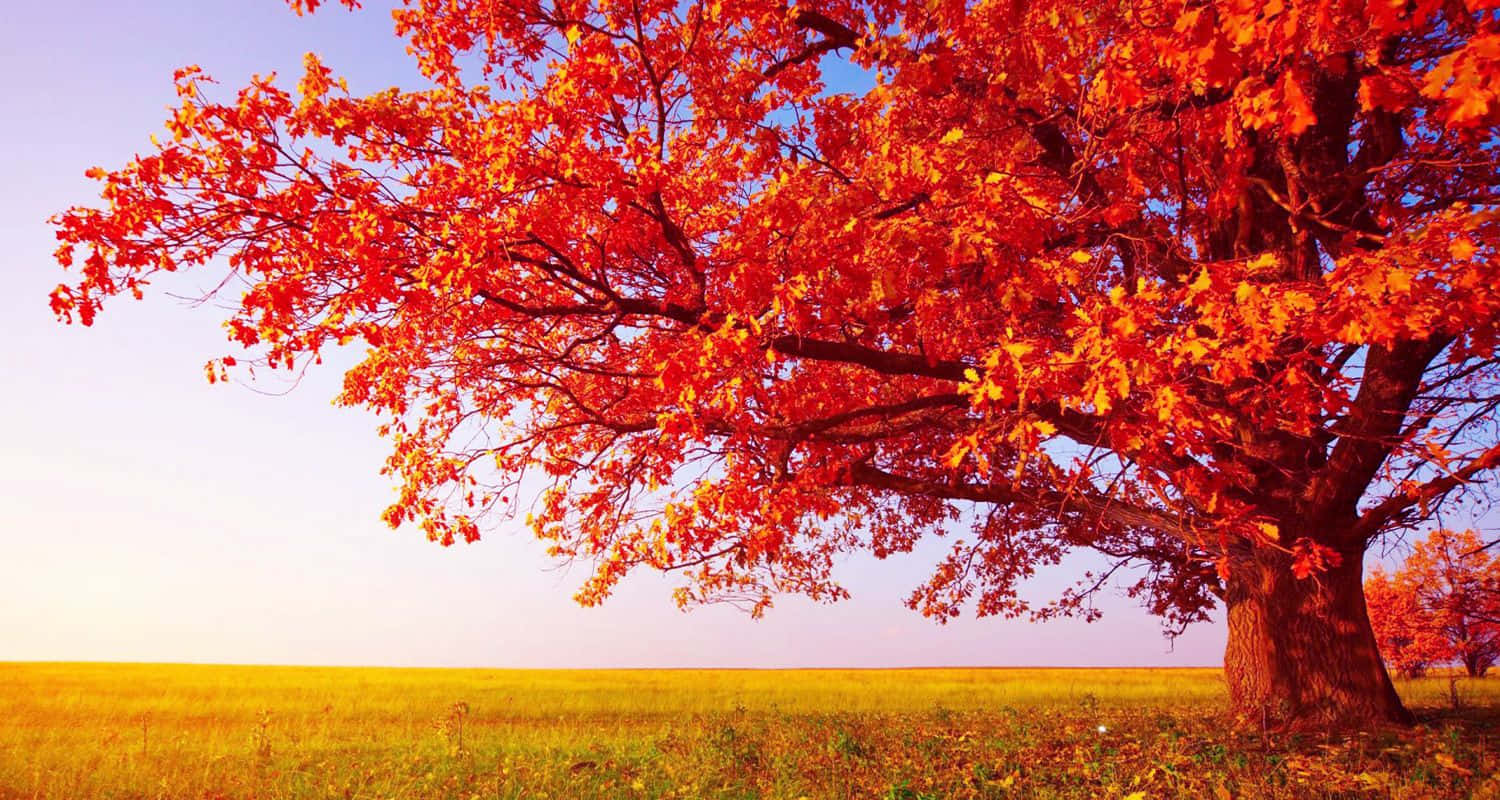 Large Aesthetic Orange Fall Tree Landscape Background