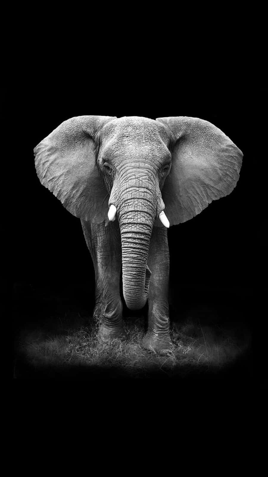 Large African Elephant Phone Background