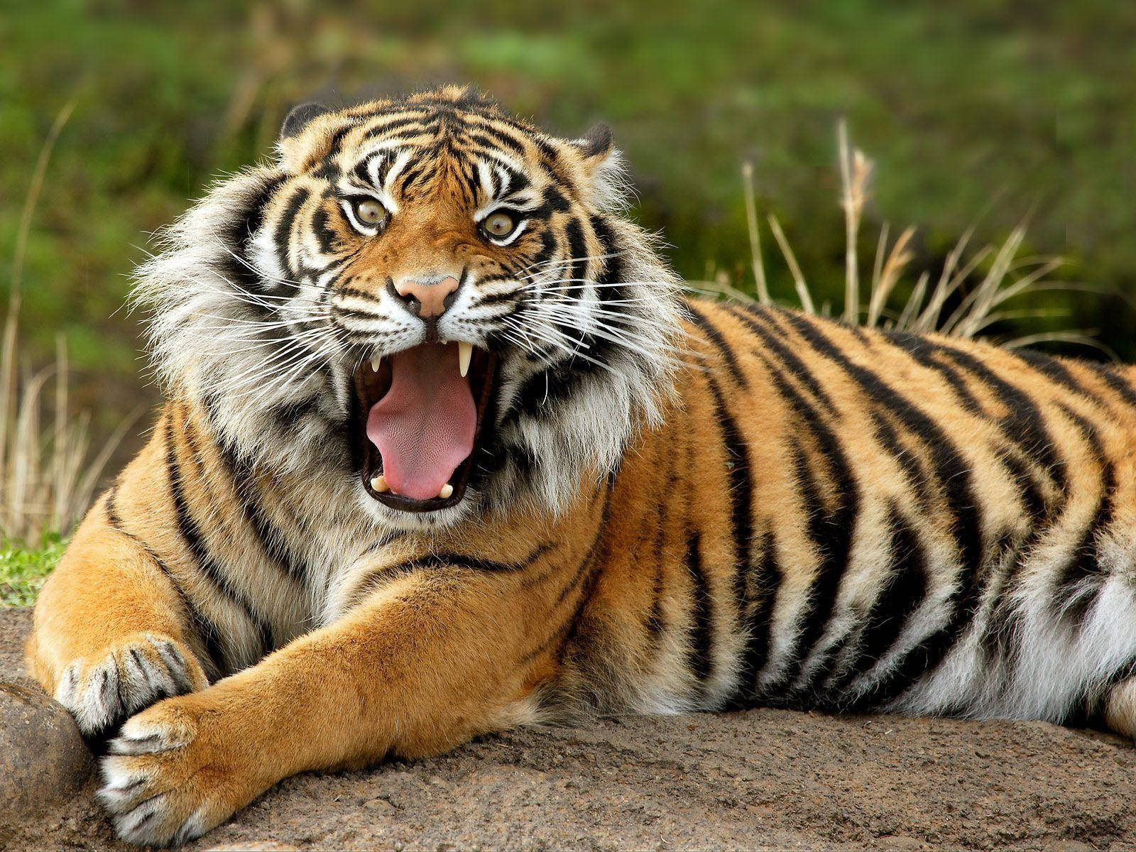 Large Angry Tiger