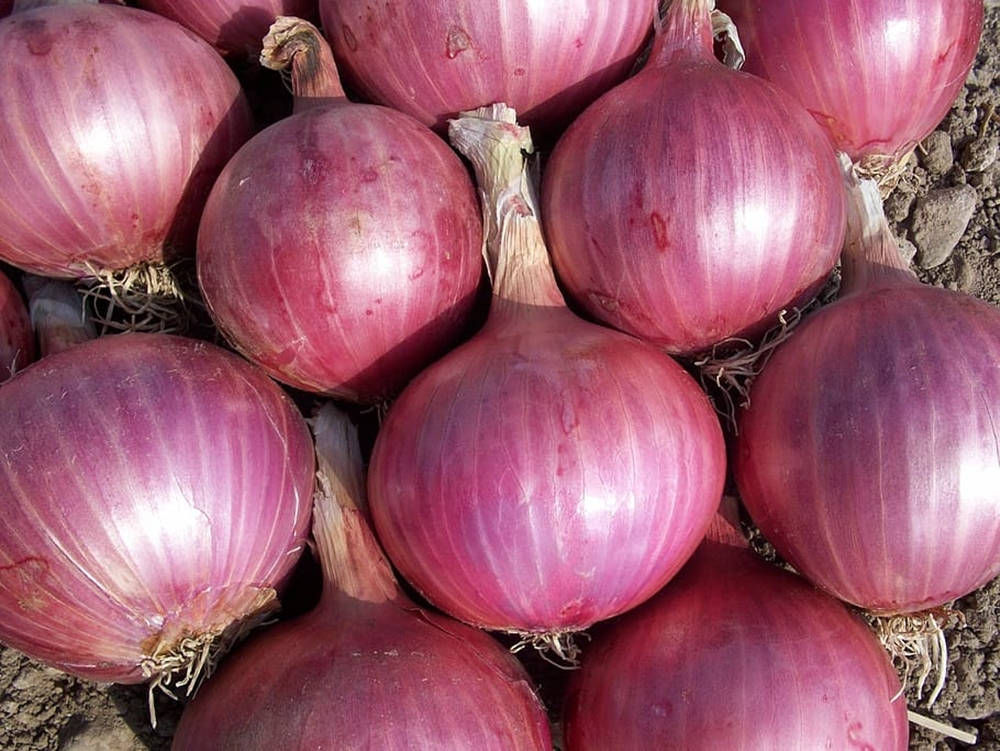 Large Bulbs Of Red Onion Background