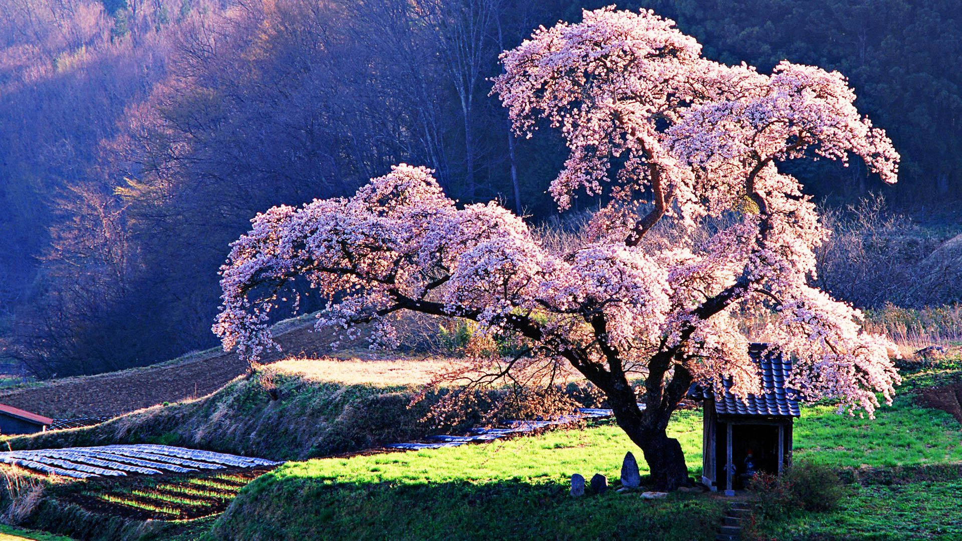 Large Cherry Blossom Tree Background