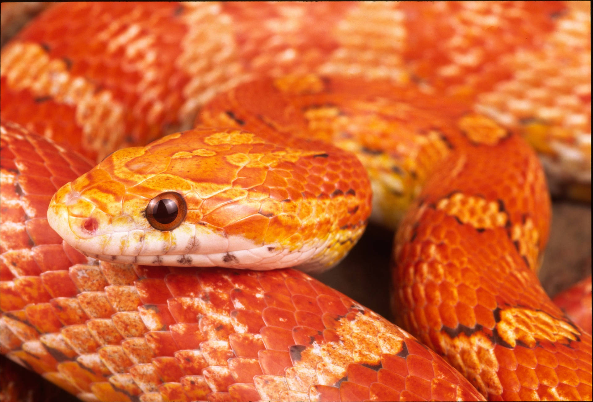 Large Corn Snake Head Background