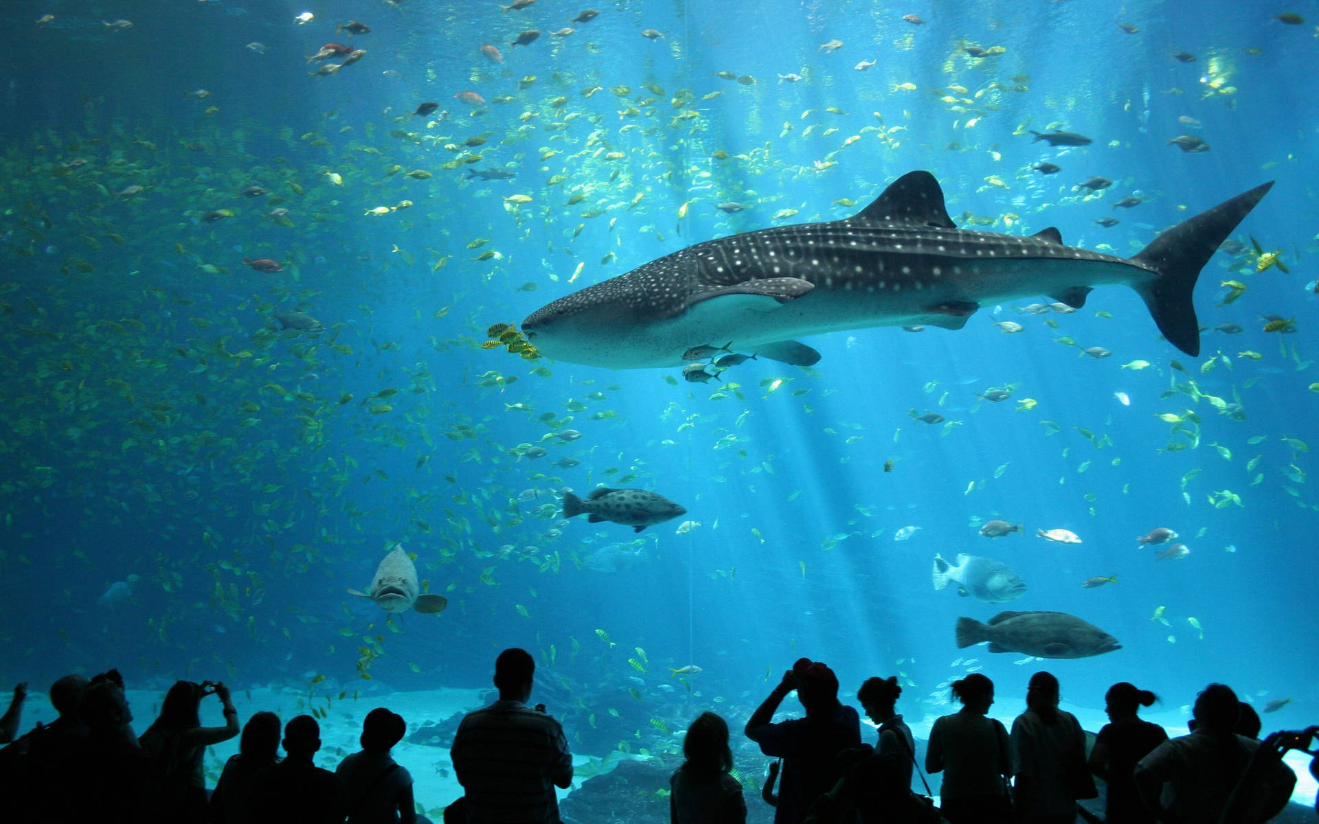 Large Crowded Aquarium Background