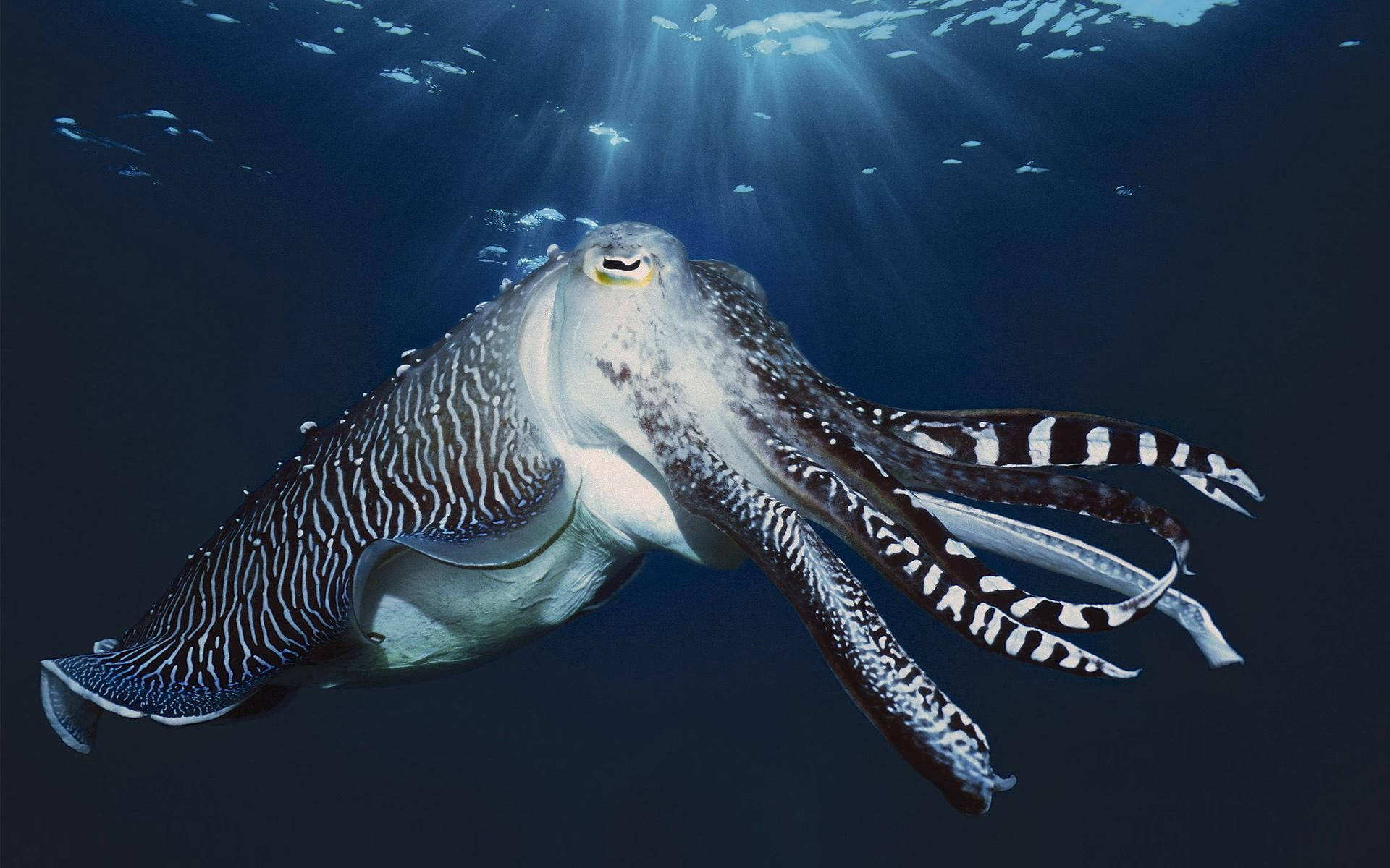 Large Cuttlefish On A Patrol