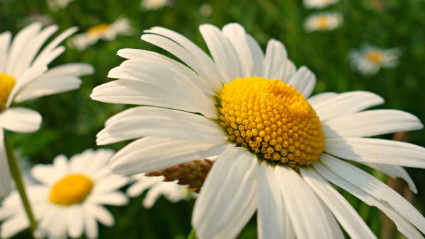 Large Daisy Flower 4k Background
