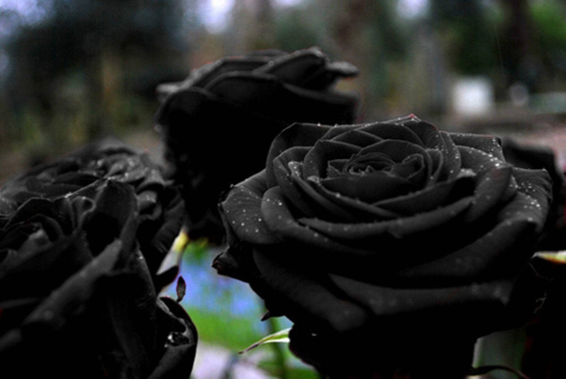 Large Full-blown Black Roses Background