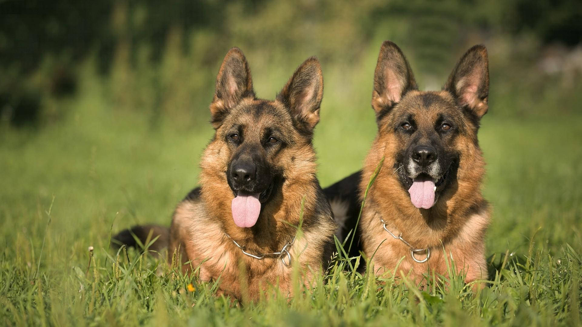 Large German Shepherd Dogs Background