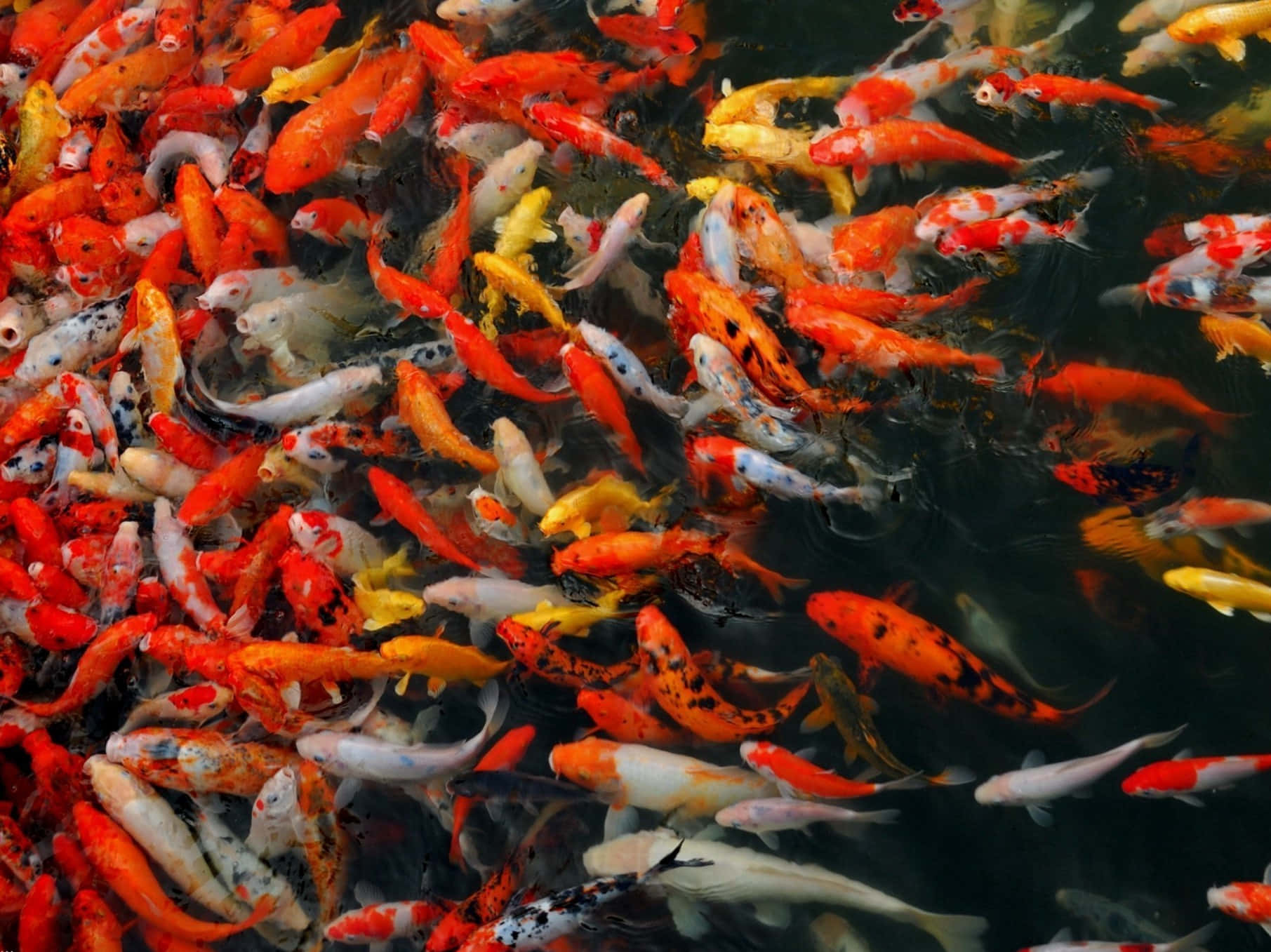 Large Group Of Live Koi Fish Background