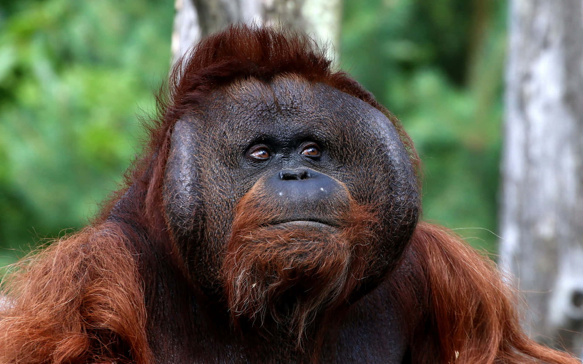 Large Head Orangutan Background