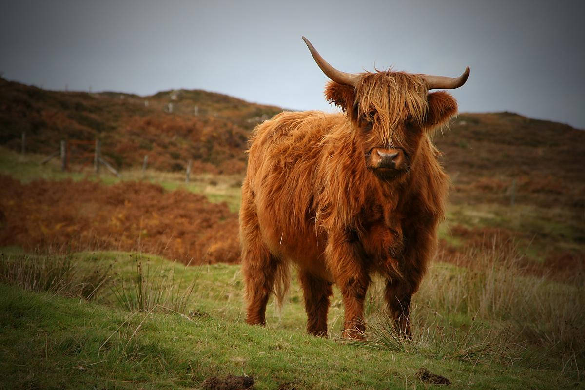 Large Highland Cow Background