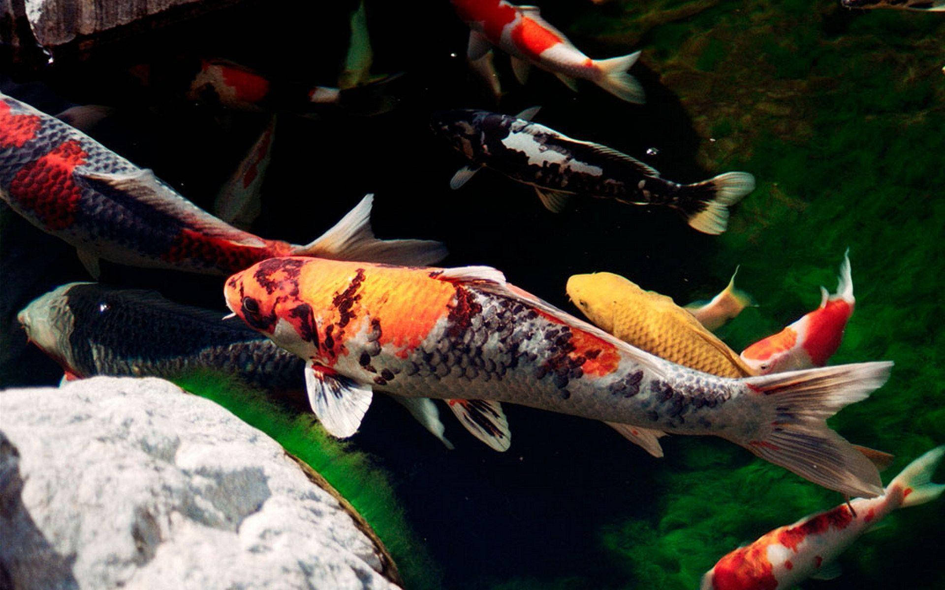 Large Koi Fish