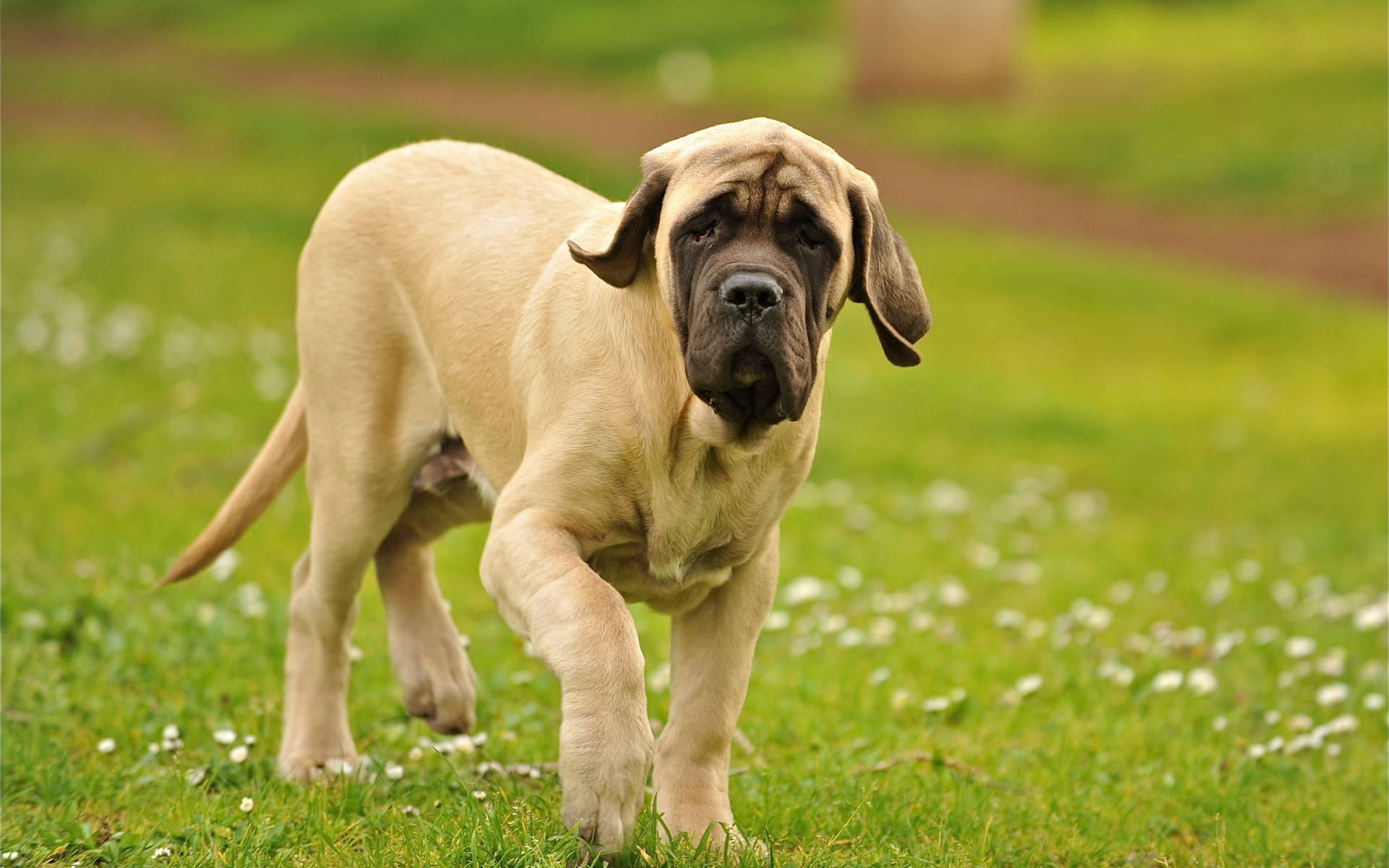 Large Mastiff Dog Walking On Grass Background