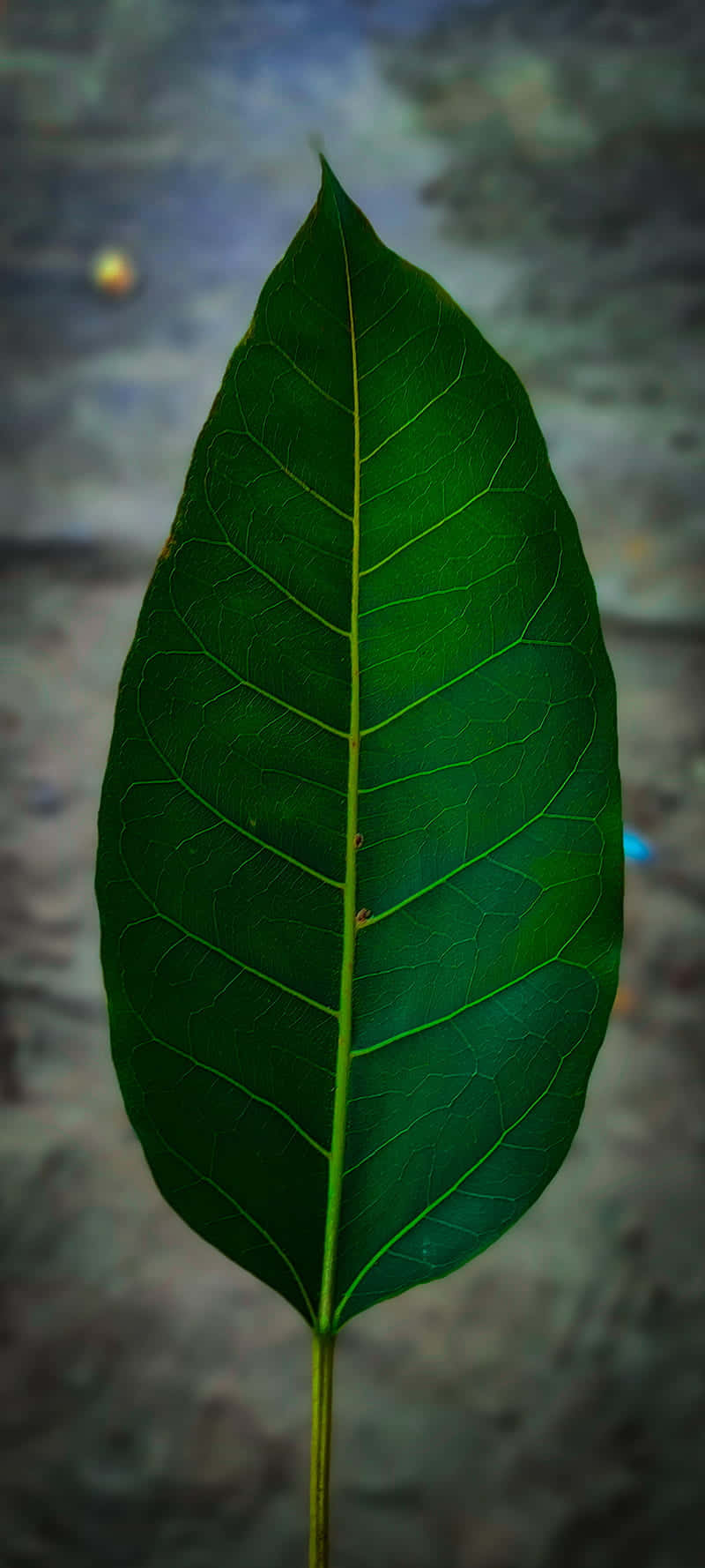 Large Phone Green Leaf Background